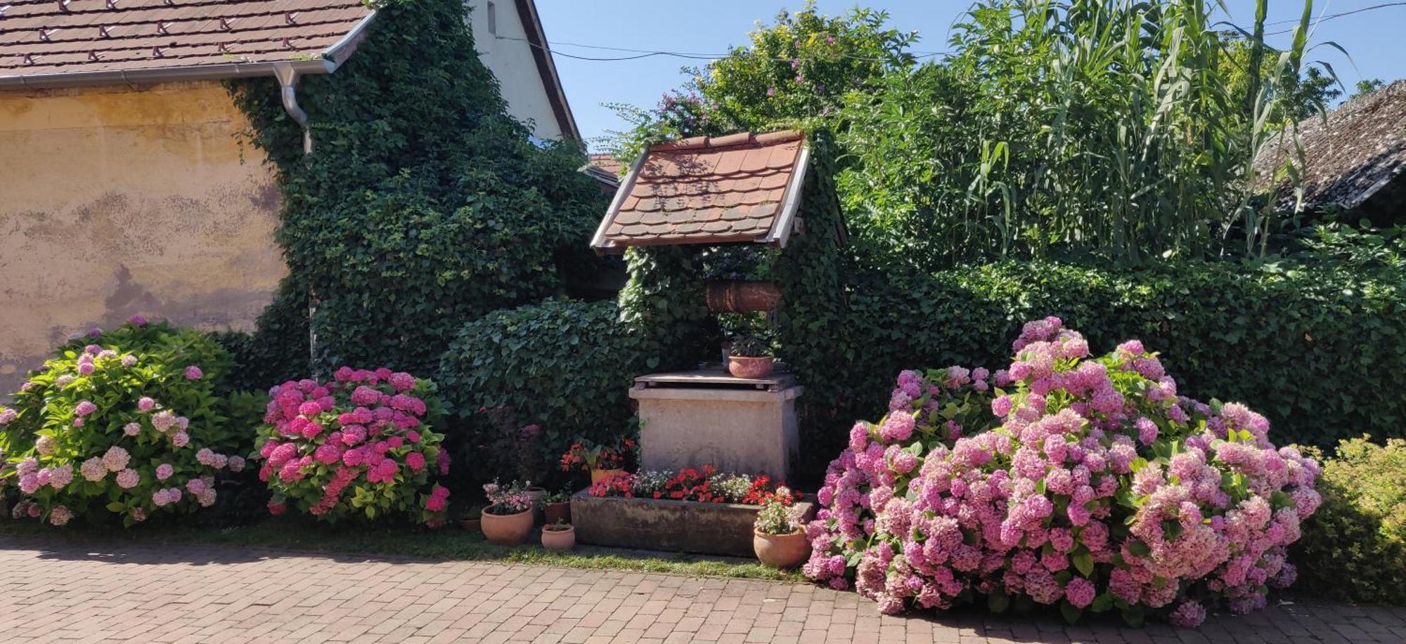 Korona Panzio Bed & Breakfast Balatonbereny Luaran gambar